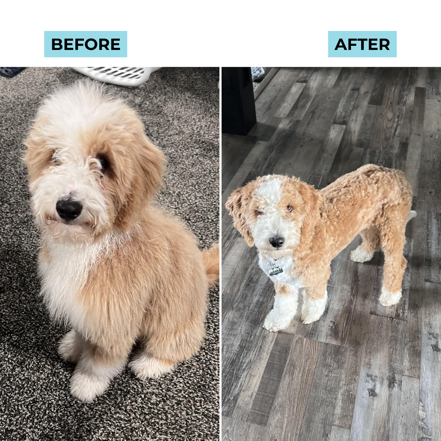 Silqy™ Dog Grooming Kit