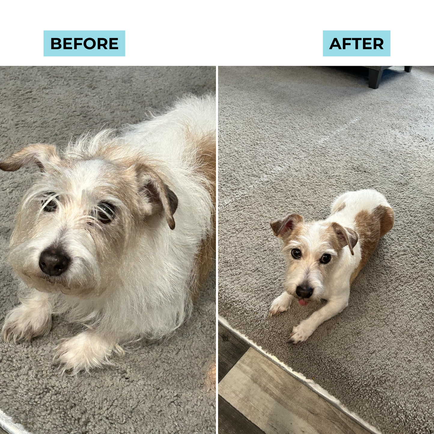 Silqy™ Dog Grooming Kit