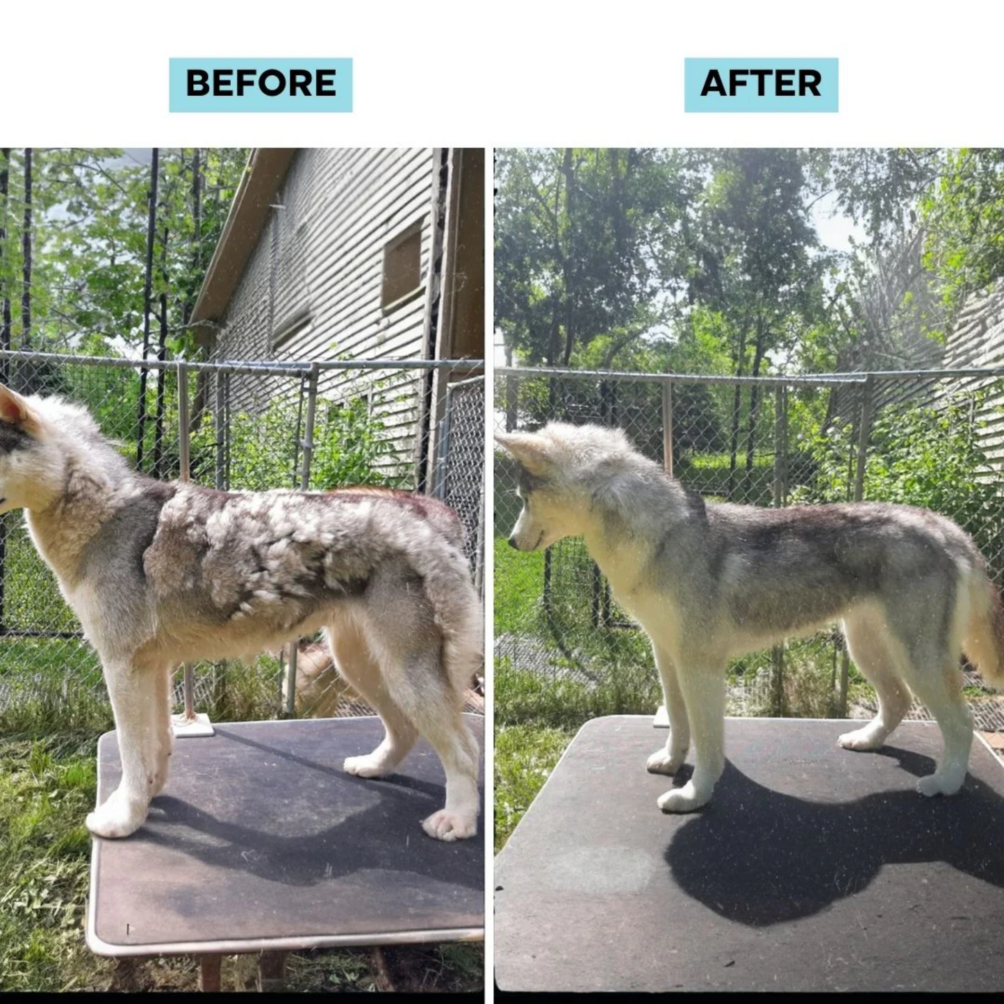 Silqy™ Dog Grooming Kit